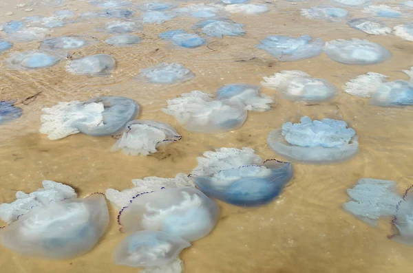 Jellyfish Shore Sea Azov Beach Summer Day Close — Stock Photo, Image
