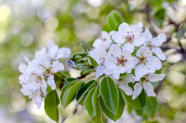 bahar çiçekli armut doğal bir armut, çiçek açan meyve ağacının yakın çekimi, sığ bir tarla derinliği