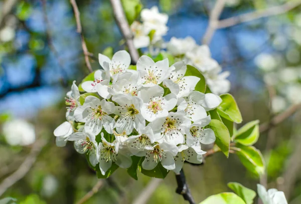 Poire Fleurs Printanières Sur Fond Naturel Gros Plan Arbre Fruitier — Photo