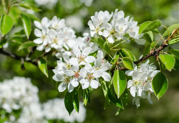 Peral Floración Primavera Sobre Fondo Natural Primer Plano Árbol Frutal — Foto de Stock