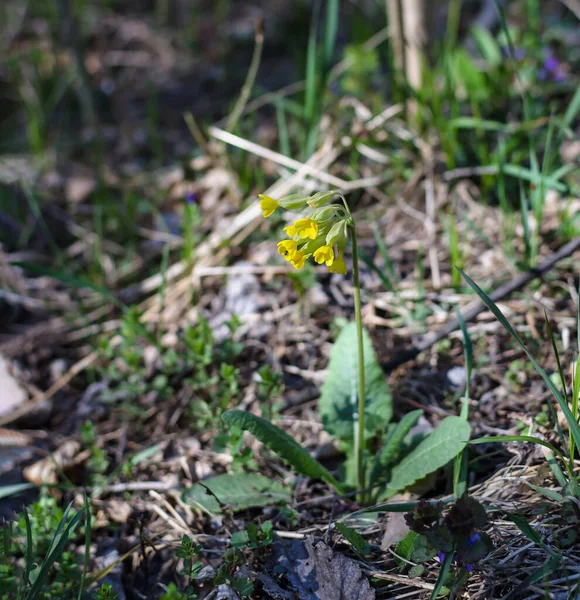 Yellow Flowers Spring Plant Warm Day Close — Stock Photo, Image