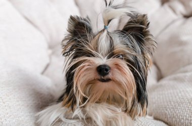 Yorkshire Teriyeri. Arka planda sevimli bir hayvan. Yakın plan.