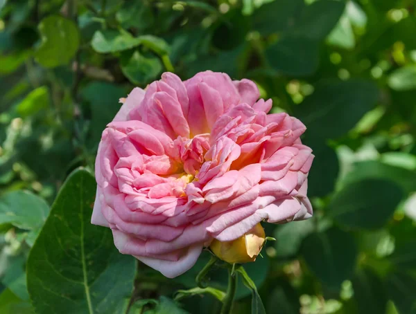 Rosa Fiore Del Giardino Giorno Estate Uno Sfondo Foglie Verdi — Foto Stock