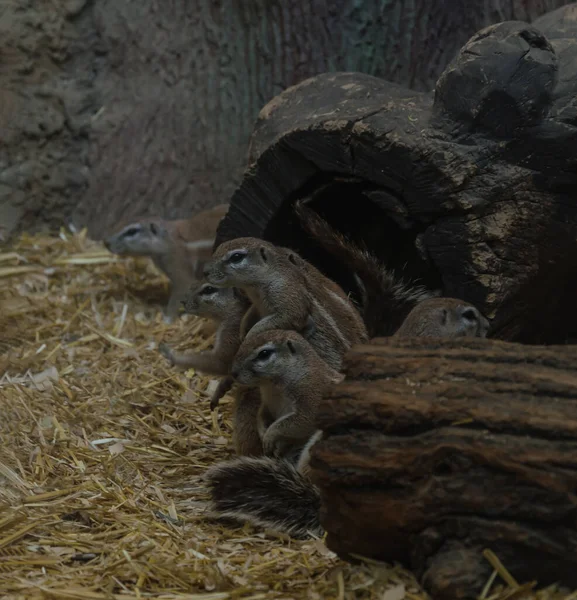 Gophers Stand Suas Pernas Traseiras Animal Engraçado Uma Palha Close — Fotografia de Stock