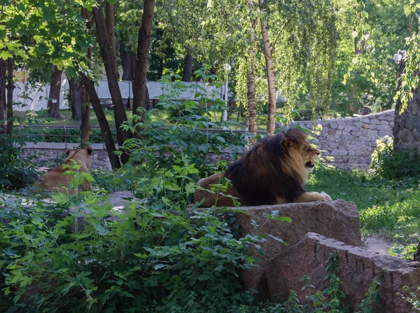 León Con Melena Marrón Entre Los Árboles Día Cálido —  Fotos de Stock