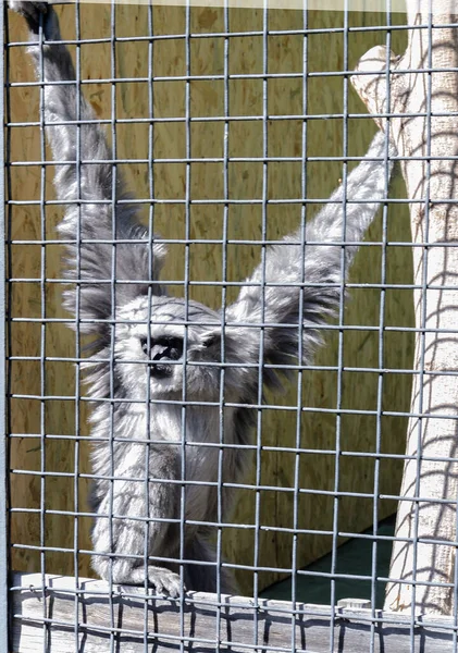 檻の中の猿やズヴィリネッツの動物たちが — ストック写真