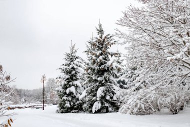 Kışın bulutlu bir günde beyaz karla kaplı ağaçlar, güzel kış manzarası.