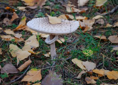 Sonbahar ormanında mantar şemsiyesi, bitki yakın