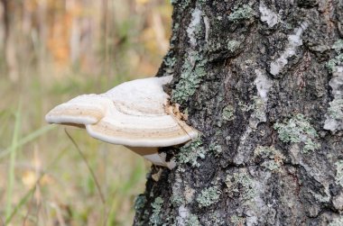 Sonbahar ormanlarında huş ağacında yetişen mantarlar.