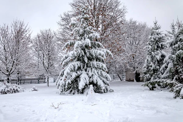 Stromy Pokryté Bílým Sněhem Zimním Oblačném Dni Krásná Zimní Krajina — Stock fotografie