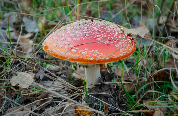 Fly Agaric Mushroom Red Cap Autumn Forest Plant Close — Stock Photo, Image