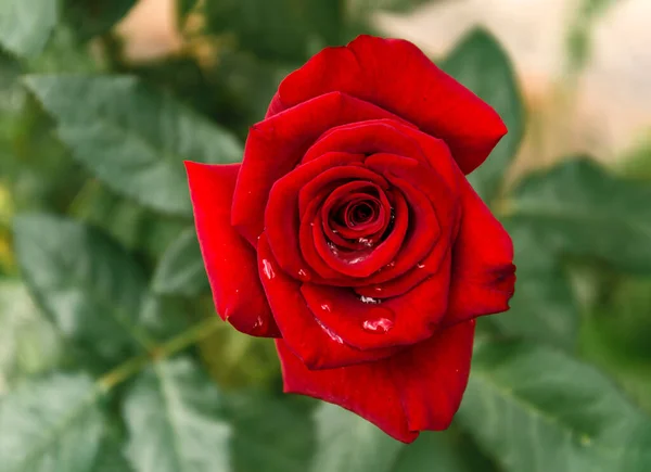 Rode Roos Bloem Met Druppels Water Zomer Tuin Regen Close — Stockfoto