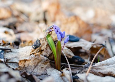Mavi kar damlası, çuha çiçekleri ilkbahar mevsimi öğleden sonra ormanda, yakın plan.