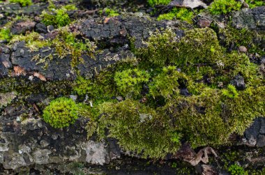 Güneşli bir günde, ormandaki yaşlı bir ağacın kabuğunda yeşil yosun.
