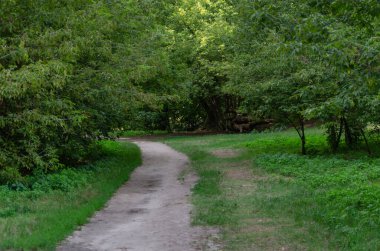 Sıcak bir yaz gününde ormana giden yaya yolu.