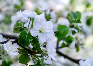 Çiçekli çiçek açan meyve ağacı, ilkbahar günü, yakın plan.