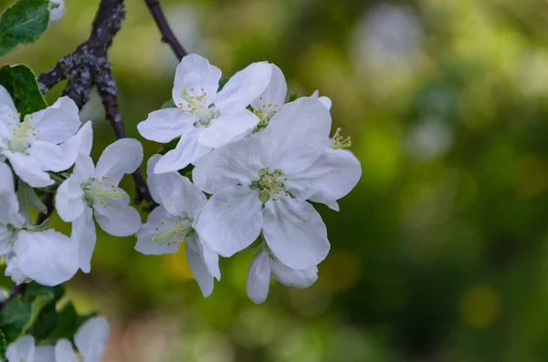 Árbol Frutal Floreciente Con Hermosas Flores Día Primavera Primer Plano — Foto de Stock