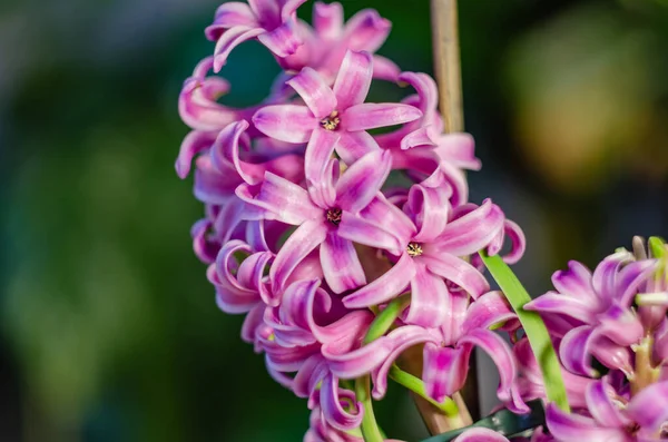 Roze Hyacint Bloemen Mooie Achtergrond Close — Stockfoto
