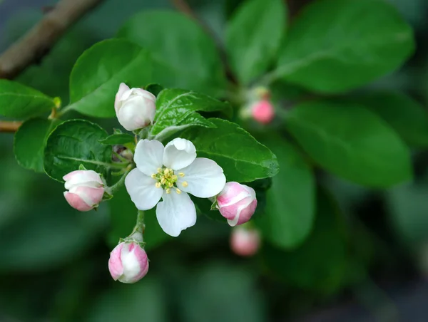 Arbre Fruitier Fleuri Avec Belles Fleurs Jour Printemps Gros Plan — Photo