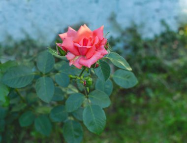 Zengin yeşil yaprakların arasında güller açan mevsimde güneşli bir bahçede çarpıcı bir kontrastlık yaratır..