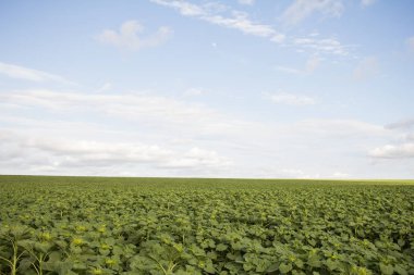 Genç yeşil ayçiçeği bahar alanlarla 