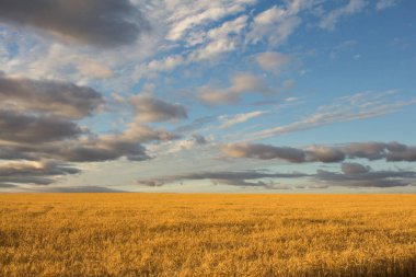 güzel manzara yaz Eğer buğday alanları