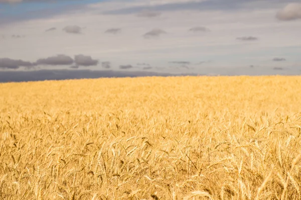 Güzel Manzara Yaz Eğer Buğday Alanları — Ücretsiz Stok Fotoğraf