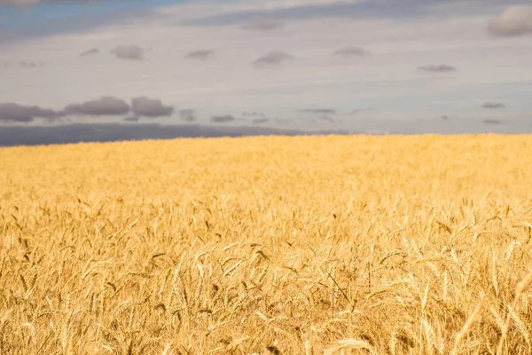 Piękny Krajobraz Jeśli Lato Pola Pszenicy — Darmowe zdjęcie stockowe