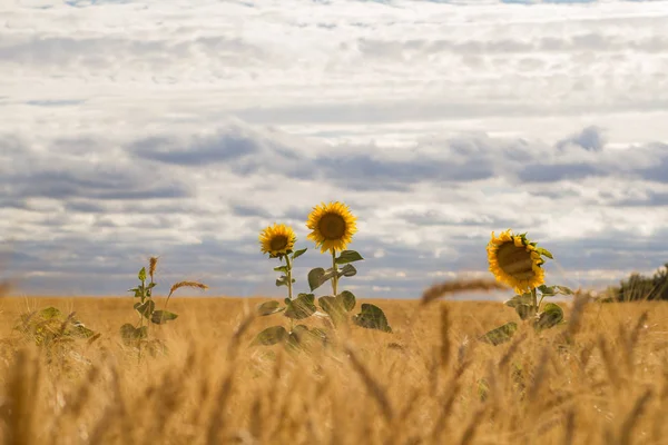 Bellissimo Paesaggio Campi Grano Estivi — Foto Stock