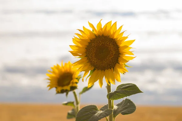 Paesaggio Estivo Con Bellissimi Girasoli — Foto Stock