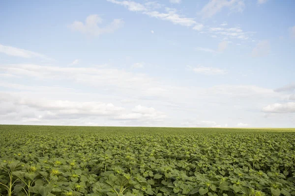 Genç yeşil ayçiçeği bahar alanlarla 
