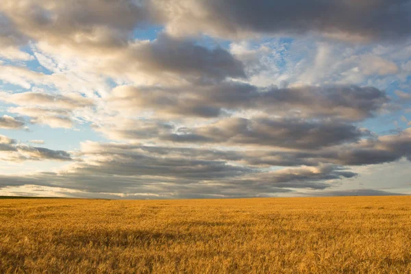 Bellissimo Paesaggio Campi Grano Estivi — Foto Stock