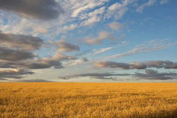 güzel manzara yaz Eğer buğday alanları