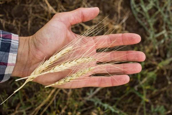 Trigo Dorado Los Agricultores Mano Cerca Trabajador Los Campos Verano — Foto de Stock