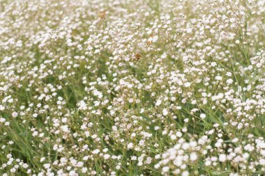 meny küçük beyaz çiçekler ve yeşil çim arka plan