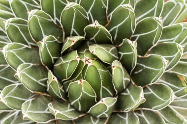 kaktüs çölde açık havada bir doğal ortamlarında succulents