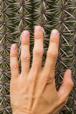 Kadar yakın büyük kaktüs ve üzerinde el