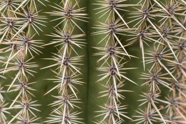 kaktüs çölde açık havada bir doğal ortamlarında succulents