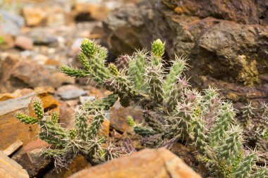 kaktüs çölde açık havada bir doğal ortamlarında succulents