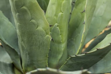 kaktüs çölde açık havada bir doğal ortamlarında succulents