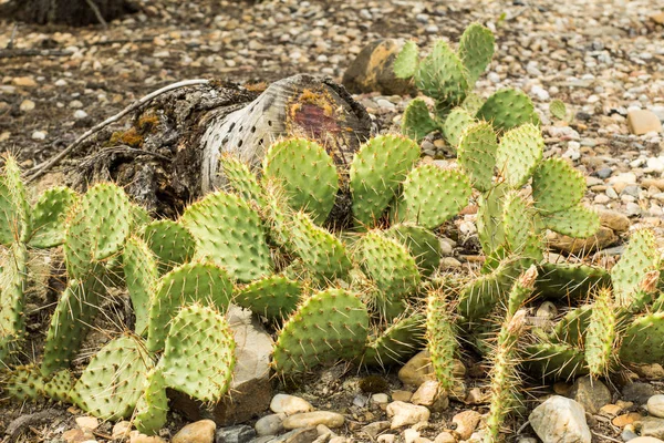Suculentas Hábitat Natural Cactus Desierto Aire Libre: fotografía de stock  © serejkakovalev #203646786