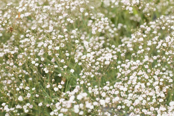 Hintergrund Mit Meny Kleinen Weißen Blumen Und Grünem Gras — Stockfoto