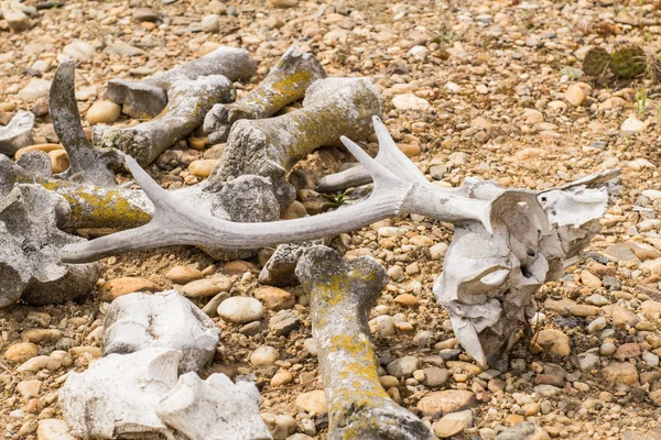 Many dry bones of animals in desert