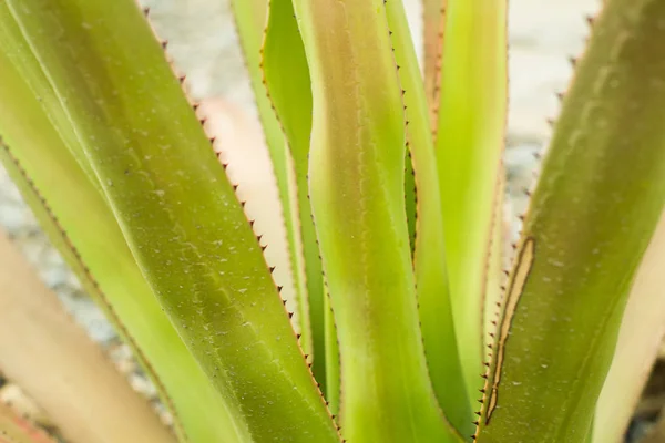 Succulente Habitat Naturale Cactus Nel Deserto All Aperto — Foto Stock