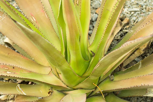 Succulents Dans Habitat Naturel Cactus Dans Désert Extérieur — Photo