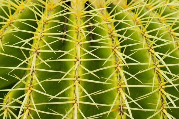 Suculentas Habitat Natural Cacto Deserto Livre — Fotografia de Stock