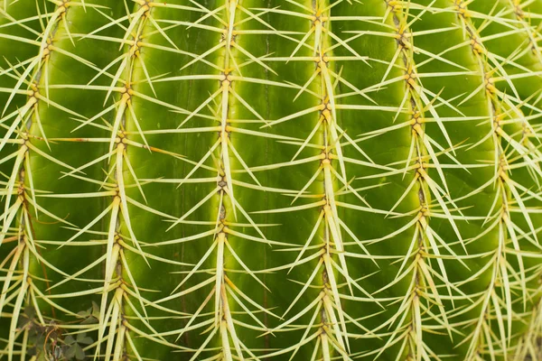 Succulente Habitat Naturale Cactus Nel Deserto All Aperto — Foto Stock