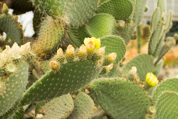 Fotos de Suculentas Hábitat Natural Cactus Desierto Aire Libre - Imagen de  © serejkakovalev #203646786