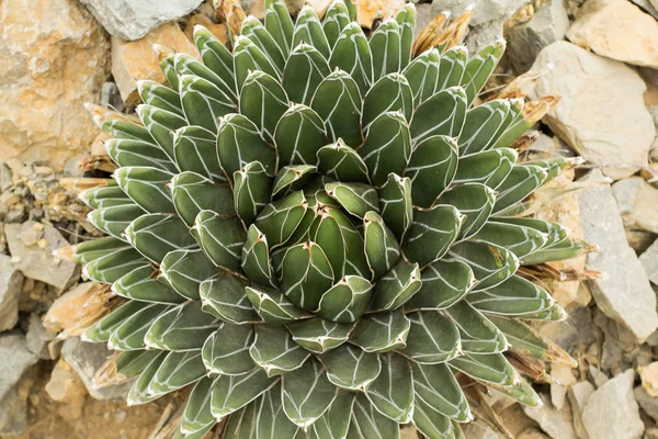 Succulents Dans Habitat Naturel Cactus Dans Désert Extérieur — Photo