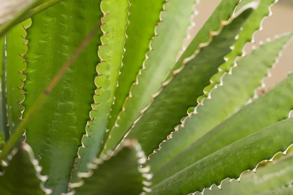 Succulents Dans Habitat Naturel Cactus Dans Désert Extérieur — Photo